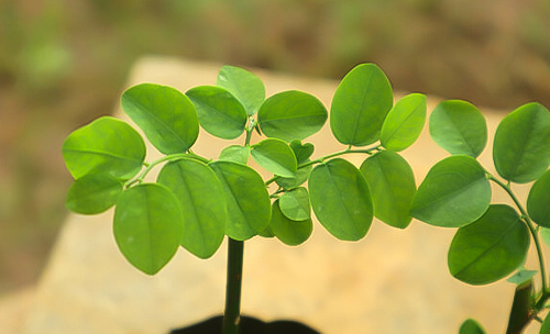 A Plad Laving Sweet Smelling Leaves