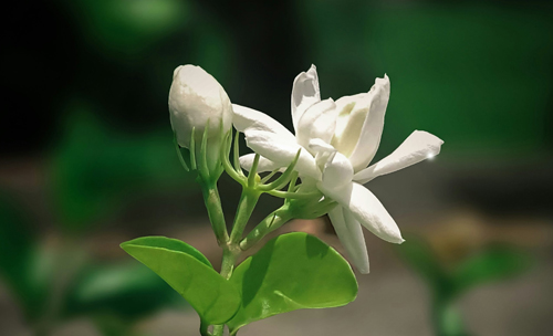 One Petalled Jasmine