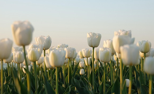 White Tulip