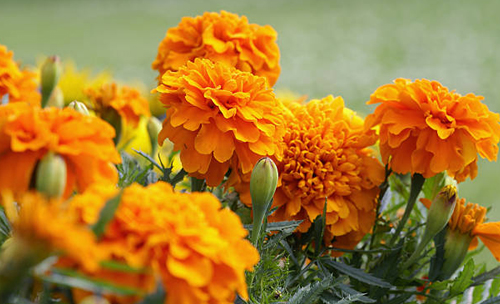 MariGold
