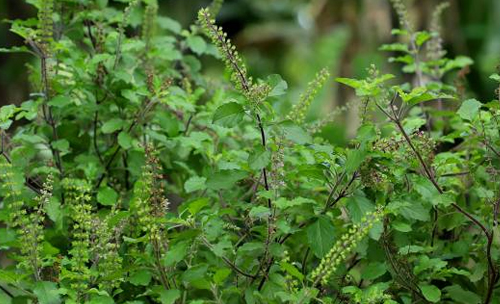 Jagannath Tulsi Seva - Tulasi - Book Jagannath Pushpa Dana Seva