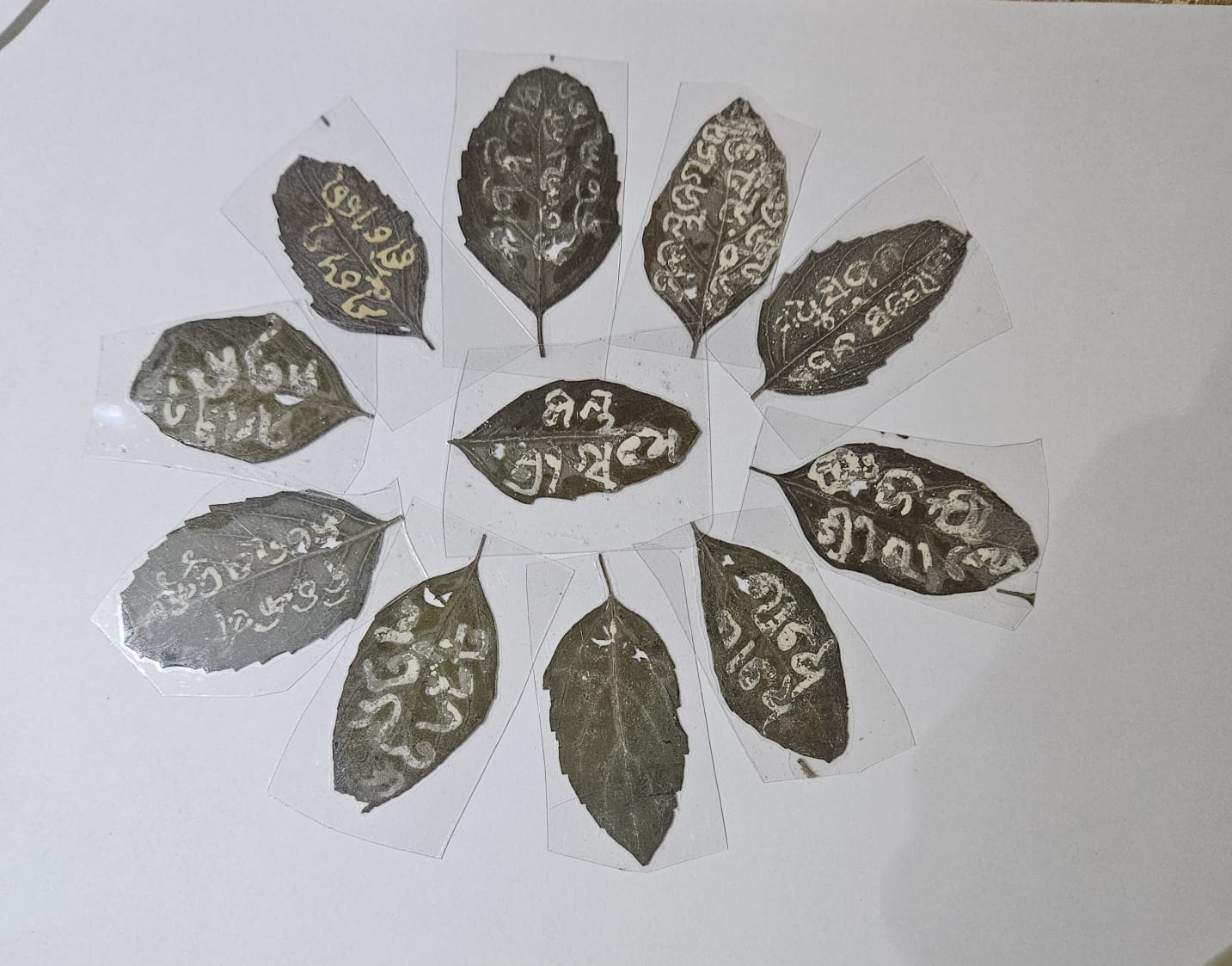 Jagannath Tulsi Seva - BRAHMA NAKHA TULASI - Book Jagannath Pushpa Dana Seva