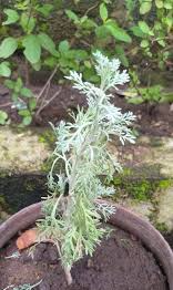 Jagannath Tulsi Seva - Dayana - Book Jagannath Pushpa Dana Seva